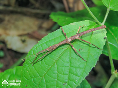Ceroys perfoliatus