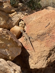 Sceloporus tristichus