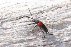 Stictoleptura canadensis