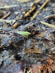 Gyponana