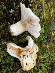 Lactarius