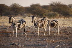 Equus quagga burchellii