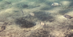 Diplodus vulgaris