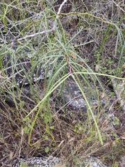 Parkinsonia aculeata
