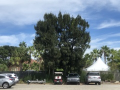 Casuarina equisetifolia