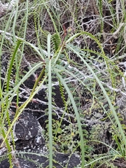 Parkinsonia aculeata