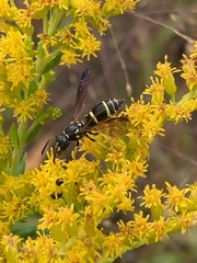 Ancistrocerus adiabatus
