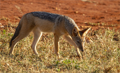 Lupulella mesomelas mesomelas
