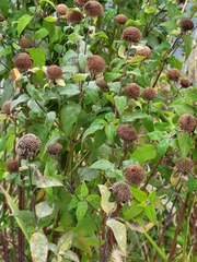 Monarda fistulosa