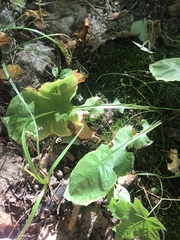 Taraxacum