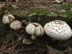 Agaricaceae