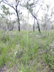 Xanthorrhoea fulva