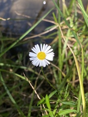 Erigeron karvinskianus