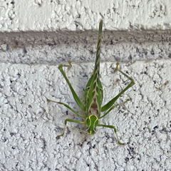 Insara elegans
