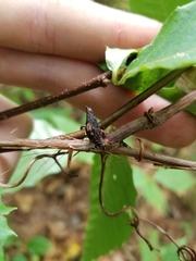 Ampelomyia vitispomum