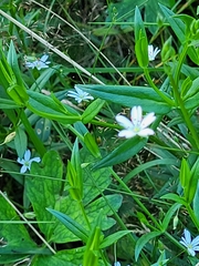 Stellaria graminea