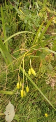 Iridaceae
