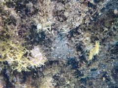 Hippocampus guttulatus
