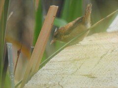 Cistothorus palustris