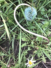 Taraxacum erythrospermum