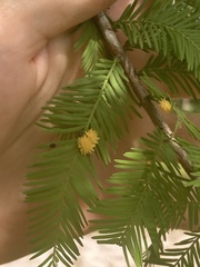 Taxodiomyia cupressi