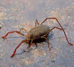 Acariformes