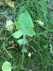 Taraxacum