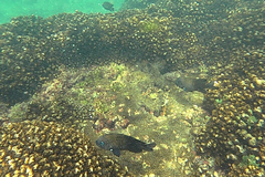 Stegastes acapulcoensis