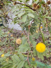 Vachellia farnesiana