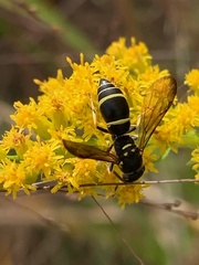 Ancistrocerus adiabatus