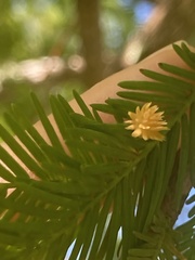 Taxodiomyia cupressi