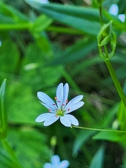 Stellaria graminea