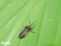 Pyrogaster margipallens