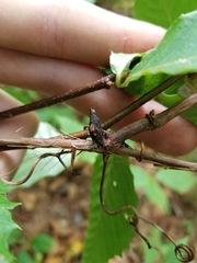 Ampelomyia vitispomum