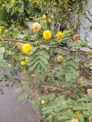 Vachellia farnesiana