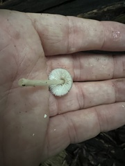 Leucoagaricus rubrotinctus