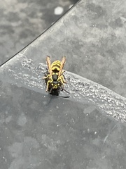 Vespula flavopilosa