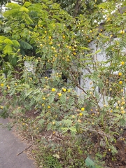 Vachellia farnesiana