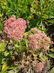 Hylotelephium maximum × spectabile