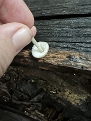 Leucoagaricus rubrotinctus