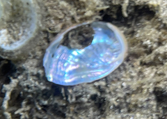 Haliotis tuberculata