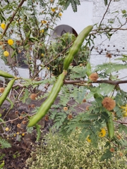 Vachellia farnesiana