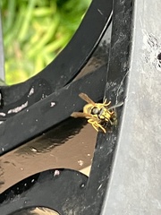 Vespula flavopilosa