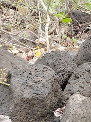 Microlophus bivittatus