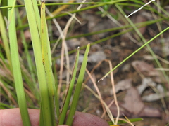 Lomandra laxa