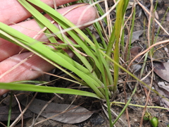 Lomandra laxa