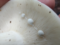 Lactifluus piperatus