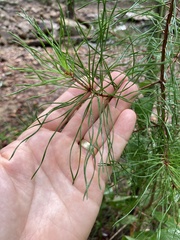 Pinus glabra