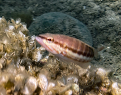 Serranus cabrilla