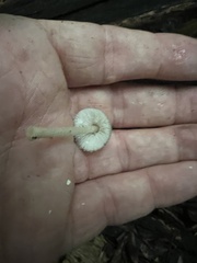 Leucoagaricus rubrotinctus